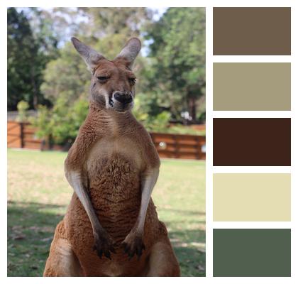 Stand Fur Red Kangaroo Image